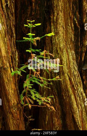 Germe de séquoias de la côte (Sequoia sempervirens), Prairie Creek Redwoods State Park, Redwood National Park, Californie Banque D'Images