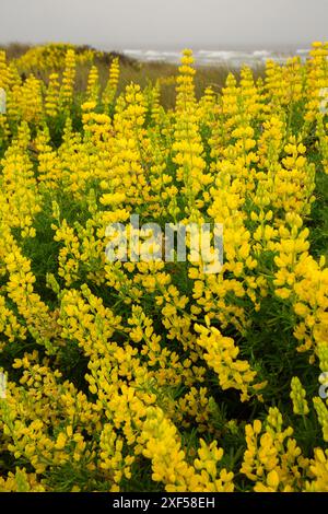 Lupin jaune du Bush côtier (Lupinus arboreus), Samoa Dunes Recreation Area, Californie Banque D'Images