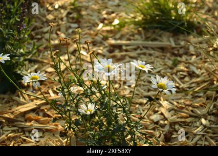 Fleurs blanches de marguerites avec un noyau jaune sur des tiges à côté de marguerites fanées éclairées par le soleil sur fond de sciure de bois Banque D'Images