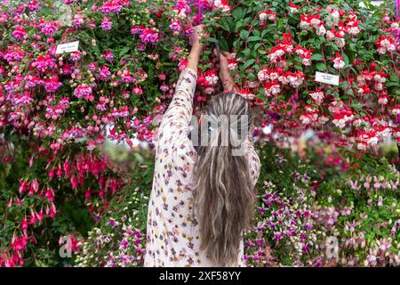 Londres, Royaume-Uni. 1er juillet 2024. Un membre du personnel effectue les derniers ajustements au stand Roualeyn Fuschias dans le Floral Marquee lors de la présentation de presse au RHS Hampton court Palace Garden Festival. Le plus grand salon floral au monde comprend des jardins de designers inspirants, des conférences de célébrités, des démonstrations et des ateliers. Le spectacle se déroule du 2 au 6 juillet 2024. Credit : Stephen Chung / Alamy Live News Banque D'Images