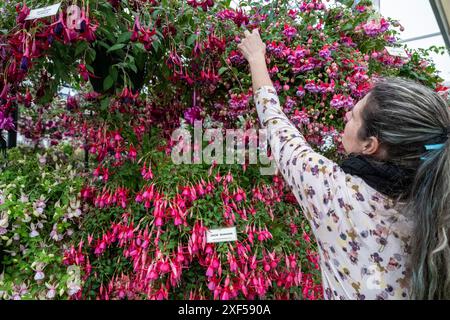 Londres, Royaume-Uni. 1er juillet 2024. Un membre du personnel effectue les derniers ajustements au stand Roualeyn Fuschias dans le Floral Marquee lors de la présentation de presse au RHS Hampton court Palace Garden Festival. Le plus grand salon floral au monde comprend des jardins de designers inspirants, des conférences de célébrités, des démonstrations et des ateliers. Le spectacle se déroule du 2 au 6 juillet 2024. Credit : Stephen Chung / Alamy Live News Banque D'Images