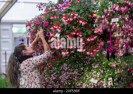 Londres, Royaume-Uni. 1er juillet 2024. Un membre du personnel effectue les derniers ajustements au stand Roualeyn Fuschias dans le Floral Marquee lors de la présentation de presse au RHS Hampton court Palace Garden Festival. Le plus grand salon floral au monde comprend des jardins de designers inspirants, des conférences de célébrités, des démonstrations et des ateliers. Le spectacle se déroule du 2 au 6 juillet 2024. Credit : Stephen Chung / Alamy Live News Banque D'Images