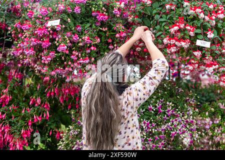 Londres, Royaume-Uni. 1er juillet 2024. Un membre du personnel effectue les derniers ajustements au stand Roualeyn Fuschias dans le Floral Marquee lors de la présentation de presse au RHS Hampton court Palace Garden Festival. Le plus grand salon floral au monde comprend des jardins de designers inspirants, des conférences de célébrités, des démonstrations et des ateliers. Le spectacle se déroule du 2 au 6 juillet 2024. Credit : Stephen Chung / Alamy Live News Banque D'Images