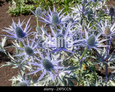 Cultivar Eryngium ou eryngo avec des fleurs bleues épaisses et des feuilles épineuses. Plante ornementale à fleurs de houx de mer dans le jardin. Banque D'Images