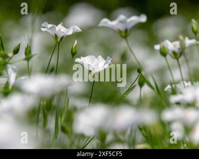 Linum usitatissimum fleurs blanches au champ avec un premier plan flou. L'agriculture des fibres de lin. Source d'huile alimentaire de lin. cultiva de floraison de lin commune Banque D'Images