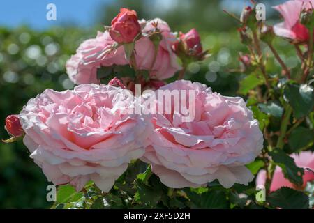 Un éventail de grandes fleurs de fleurs de rose grimpant rose David Austin en pleine floraison et bourgeons en bourgeonnement Banque D'Images