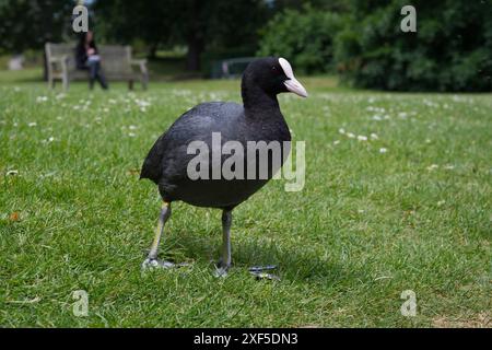 Un curieux coot eurasien à Kew Gardens à Londres Banque D'Images