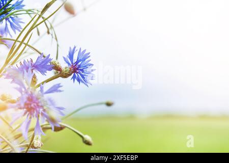 Bouquet de bleus bleus sur fond de champ vert et de ciel avec rayons de soleil et bokeh. Photographie rapprochée de bleuets en fleurs. Atmospher Banque D'Images