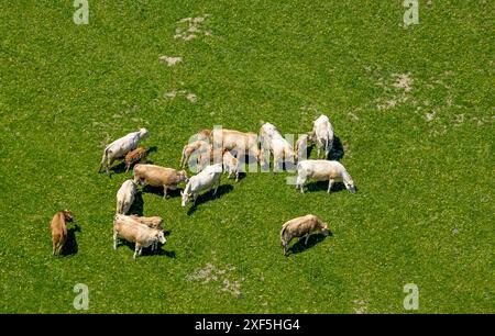 Vue aérienne, pâturage des vaches sur un pâturage près de Kirchrarbach, Schmallenberg, Sauerland, Rhénanie du Nord-Westphalie, Allemagne, photo aérienne, vaches de pâturage, vaches, Banque D'Images