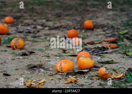 Oranges partiellement pourries et écrasées dispersées sur le sol. Banque D'Images