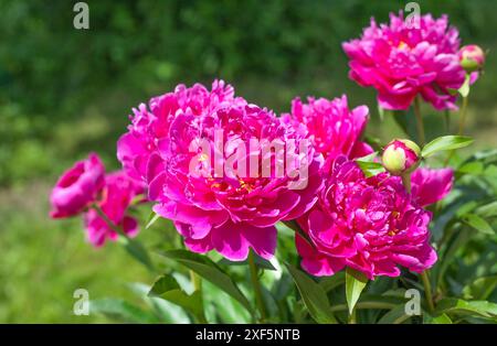 Prendre soin des fleurs. Fond floral pivoines roses fleuries dans le jardin Banque D'Images