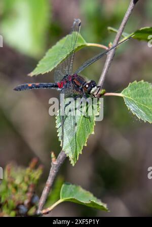 A White-face Darter, réserve naturelle de Foulshaw Moss, Kendal, Cumbria, Royaume-Uni Banque D'Images