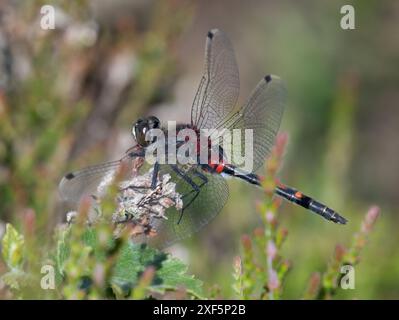 A White-face Darter, réserve naturelle de Foulshaw Moss, Kendal, Cumbria, Royaume-Uni Banque D'Images