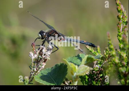 A White-face Darter, réserve naturelle de Foulshaw Moss, Kendal, Cumbria, Royaume-Uni Banque D'Images