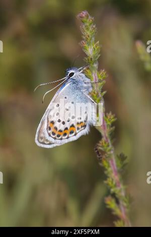 Papillon bleu Dorset, orné d'argent, pour homme Banque D'Images