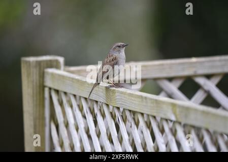 Dunnock (Prunella modularis) debout sur le dessus du treillis en bois dans le profil droit, sur un fond vert foncé au pays de Galles, Royaume-Uni en mai Banque D'Images