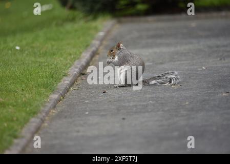 Écureuil gris de l'est (Sciurus carolinensis) assis en profil gauche sur le sentier Tarmac, pattes à bouche mangeant un gland, un trottoir et une frange d'herbe à gauche Banque D'Images