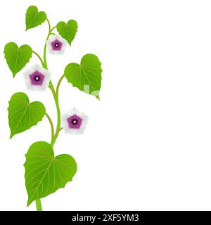 Tige de patate douce avec des feuilles et des fleurs sur un fond blanc. Illustration de Vecteur