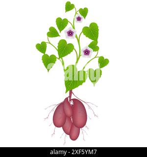 Plante de patate douce avec des fleurs et des tubercules sur fond blanc. Illustration de Vecteur
