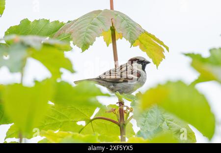 A male House Sparrow, Arnide, Cumbria, Royaume-Uni Banque D'Images