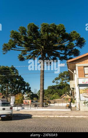 Sao Francisco de Paula, Brésil - 2 juin 2024 : Grand arbre Araucaria angustifolia dans le centre-ville de Sao Francisco de Paula Banque D'Images