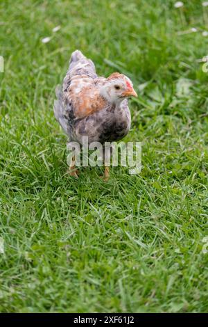 Petit poulet sur l'herbe verte à l'extérieur. Animal nouveau-né mignon. Environnement naturel. Banque D'Images