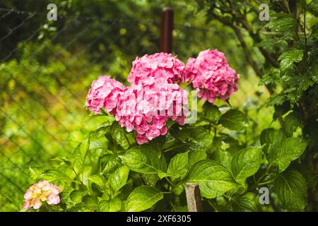 Hortensia rose, gros plan. Buisson à fleurs. Énorme hortensia dans le jardin avant. Hortensia violette et rose fleurie. Banque D'Images