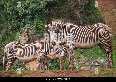 Coucher de soleil Afrique. Zèbre des plaines, Equus quagga, dans l'habitat naturel herbeux avec lumière du soir dans le NP du lac Mburo en Ouganda. Coucher de soleil à savanah. Animaux avec Banque D'Images