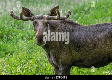 Orignal / élan (Alces alces) gros plan portrait de taureau / mâle avec de petits bois recouverts de velours au printemps, originaire de Scandinavie Banque D'Images