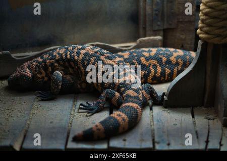 Gila Monster disponible pour licence. Banque D'Images