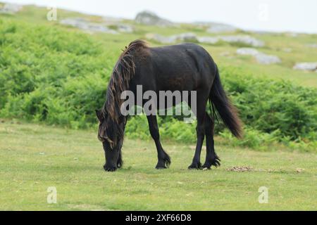 Poulain poney Dartmoor, près de Haytor, Devon, Angleterre, Royaume-Uni Banque D'Images