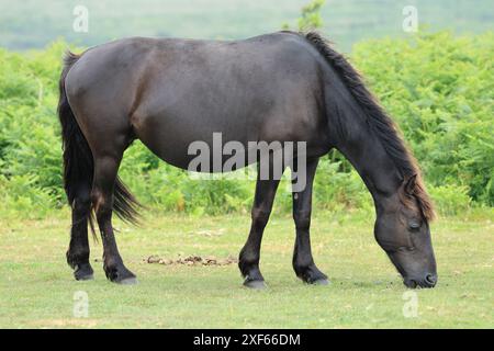 Poulain poney Dartmoor, près de Haytor, Devon, Angleterre, Royaume-Uni Banque D'Images