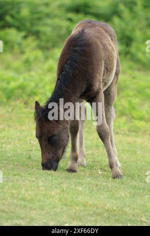 Poulain poney Dartmoor, près de Haytor, Devon, Angleterre, Royaume-Uni Banque D'Images