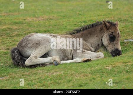 Poulain poney Dartmoor, près de Haytor, Devon, Angleterre, Royaume-Uni Banque D'Images