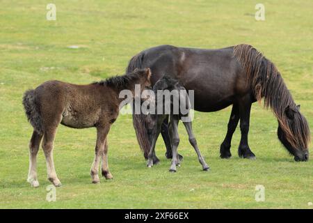 Poulain poney Dartmoor, près de Haytor, Devon, Angleterre, Royaume-Uni Banque D'Images