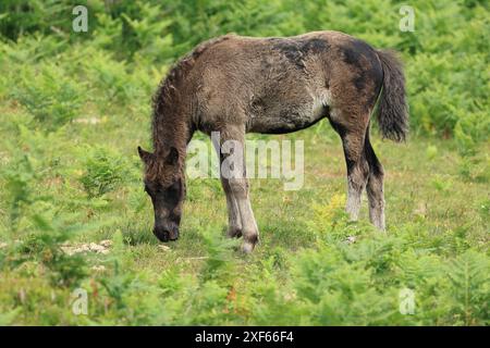 Poulain poney Dartmoor, près de Haytor, Devon, Angleterre, Royaume-Uni Banque D'Images