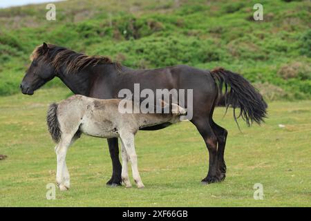 Poulain poney Dartmoor, près de Haytor, Devon, Angleterre, Royaume-Uni Banque D'Images