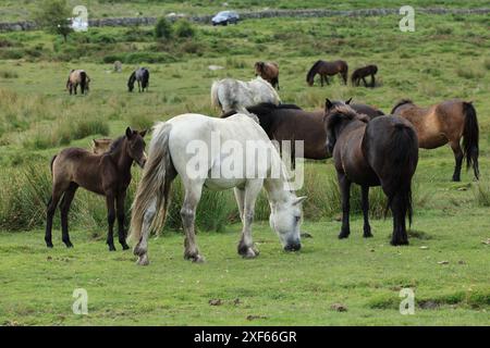 Poulain poney Dartmoor, près de Haytor, Devon, Angleterre, Royaume-Uni Banque D'Images