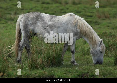 Poulain poney Dartmoor, près de Haytor, Devon, Angleterre, Royaume-Uni Banque D'Images