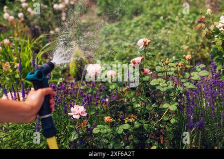 Arrosage des fleurs de roses et de lavande le jour d'été. Jardinier utilisant le tuyau d'arrosage. Outils et équipements pour le jardinage Banque D'Images