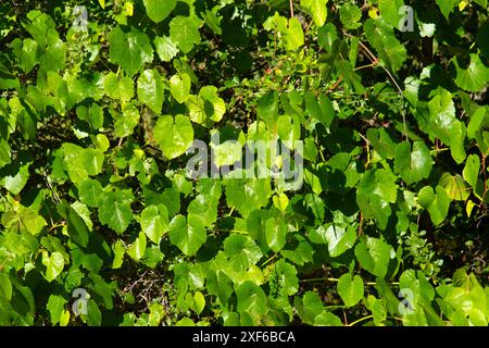 Feuilles de raisin sauvage de Californie (Vitis californica), Trinity Wild et Scenic River, forêt nationale de Shasta-Trinity, Californie Banque D'Images