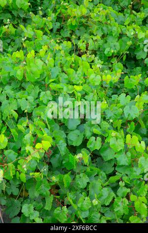 Feuilles de raisin sauvage de Californie (Vitis californica), Trinity Wild et Scenic River, forêt nationale de Shasta-Trinity, Californie Banque D'Images