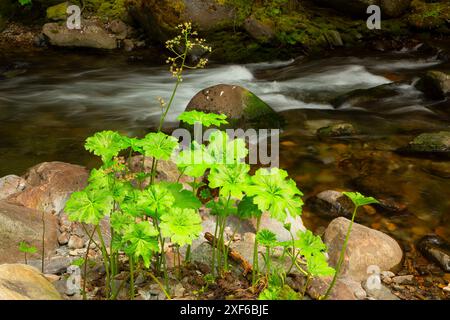 Rhubarbe indienne (Darmera peltata), rivière sauvage et pittoresque de Klamath, forêt nationale de Klamath, Californie Banque D'Images