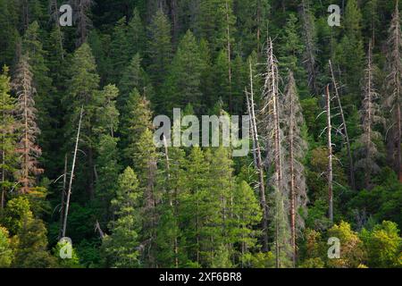 Scott River canyon Forest, Klamath Wild and Scenic River, Klamath National Forest, Californie Banque D'Images