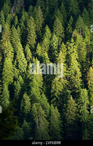 Forêt de Pacific Crest National Scenic Trail, forêt nationale de Klamath, Californie Banque D'Images