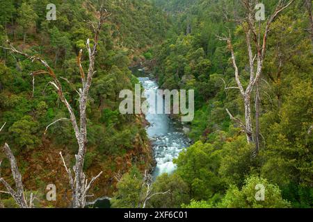 Salmon River, Klamath Wild and Scenic River, forêt nationale de Klamath, Californie Banque D'Images