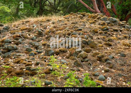 Résidus de mines d'or, Klamath Wild et Scenic River, forêt nationale de Klamath, Californie Banque D'Images