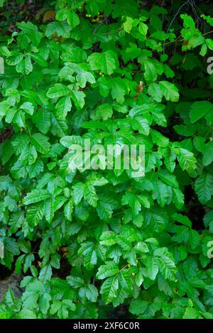 Chêne empoisonné (Toxicodendron diversilobum), rivière sauvage et pittoresque de Klamath, forêt nationale de Klamath, Californie Banque D'Images