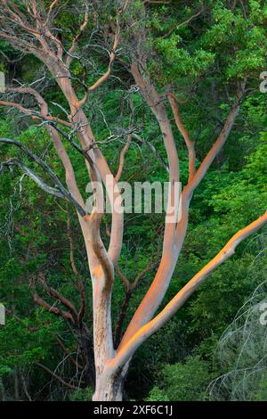 Madrone du Pacifique (Arbutus menziesii), rivière sauvage et panoramique de Klamath, forêt nationale de Klamath, Californie Banque D'Images