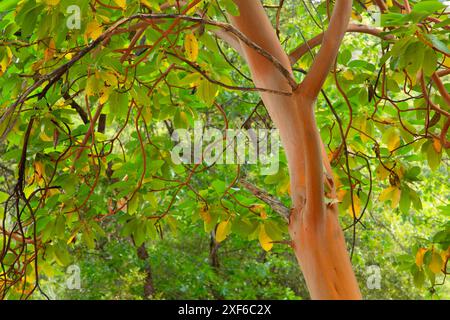 Madrone du Pacifique (Arbutus menziesii), rivière sauvage et panoramique de Klamath, forêt nationale de Klamath, Californie Banque D'Images